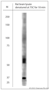 SLC17A7 / VGLUT1 Antibody - Rabbit antibody to VGluT1 (500-560). WB on rat brain lysate using Rabbit antibody to VGluT1at 1:300 dilution. Incubated 30 min at RT with shake. Blocking: 0.5% LFDM in 1x PBS containing 0.1% Tween-20