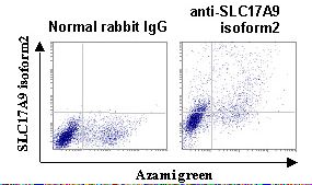 SLC17A9 / C20orf59 Antibody