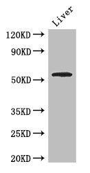 SLC18A1 / VMAT1 Antibody - Positive WB detected in:Mouse liver tissue;All lanes: SLC18A1 antibody at 2.7ug/ml;Secondary;Goat polyclonal to rabbit IgG at 1/50000 dilution;Predicted band size: 57,51,53 kDa;Observed band size: 57 kDa;