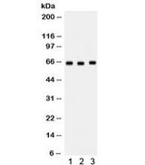 SLC19A1 Antibody
