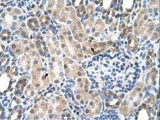 SLC19A1 Antibody - SLC19A1 antibody ARP44167_T100-NP_919231-SLC19A1(solute carrier family 19 (folate transporter), member 1) Antibody was used in IHC to stain formalin-fixed, paraffin-embedded human kidney.  This image was taken for the unconjugated form of this product. Other forms have not been tested.