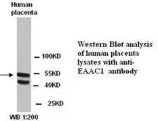 SLC1A1 / EAAT3 Antibody