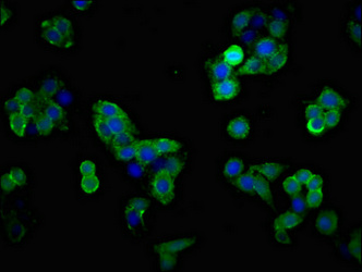SLC1A2 / EAAT2 / GLT-1 Antibody - Immunofluorescent analysis of PC3 cells at a dilution of 1:100 and Alexa Fluor 488-congugated AffiniPure Goat Anti-Rabbit IgG(H+L)