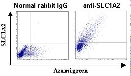 SLC1A2 / EAAT2 / GLT-1 Antibody - Cells transiently expressing SLC1A2 with normal rabbit IgG antibody or SLC1A2.