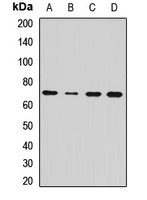 SLC1A2 / EAAT2 / GLT-1 Antibody