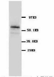 SLC1A3 / EAAT1 Antibody -  This image was taken for the unconjugated form of this product. Other forms have not been tested.