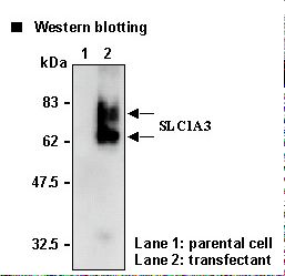SLC1A3 / EAAT1 Antibody