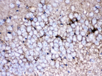 SLC1A3 / EAAT1 Antibody