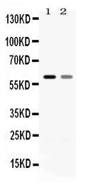 SLC1A3 / EAAT1 Antibody - Western blot - Anti-EAAT1 Picoband Antibody