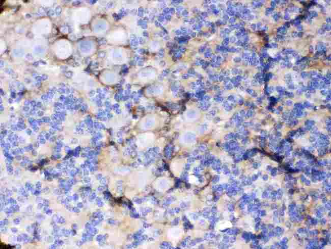 SLC1A3 / EAAT1 Antibody - EAAT1 was detected in paraffin-embedded sections of mouse cerebellum tissues using rabbit anti- EAAT1 Antigen Affinity purified polyclonal antibody