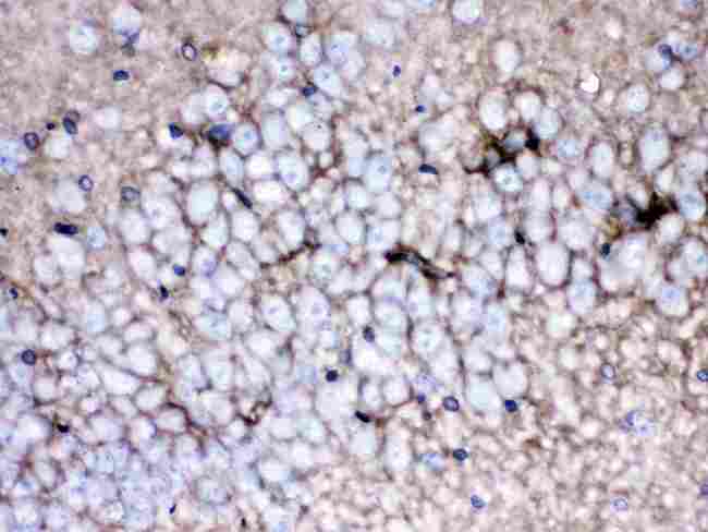 SLC1A3 / EAAT1 Antibody - EAAT1 was detected in paraffin-embedded sections of rat brain tissues using rabbit anti- EAAT1 Antigen Affinity purified polyclonal antibody