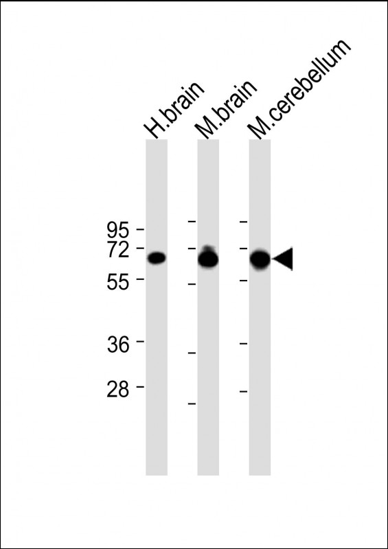 SLC1A3 / EAAT1 Antibody - All lanes: Anti-SLC1A3 Antibody (N-Term) at 1:8000 dilution Lane 1: Human brain lysate Lane 2: Mouse brain lysate Lane 3: Mouse cerebellum lysate Lysates/proteins at 20 µg per lane. Secondary Goat Anti-Rabbit IgG, (H+L), Peroxidase conjugated at 1/10000 dilution. Predicted band size: 60 kDa Blocking/Dilution buffer: 5% NFDM/TBST.