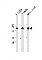 SLC1A3 / EAAT1 Antibody - All lanes: Anti-SLC1A3 Antibody (N-Term) at 1:8000 dilution Lane 1: Human brain lysate Lane 2: Mouse brain lysate Lane 3: Mouse cerebellum lysate Lysates/proteins at 20 µg per lane. Secondary Goat Anti-Rabbit IgG, (H+L), Peroxidase conjugated at 1/10000 dilution. Predicted band size: 60 kDa Blocking/Dilution buffer: 5% NFDM/TBST.