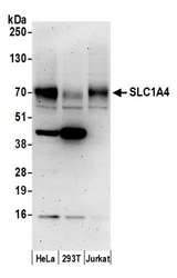 SLC1A4 / ASCT1 Antibody - Detection of human SLC1A4 by western blot. Samples: Whole cell lysate (15 µg) from HeLa, HEK293T, and Jurkat cells prepared using NETN lysis buffer. Antibody: Affinity purified rabbit anti-SLC1A4 antibody used for WB at 0.1 µg/ml. Detection: Chemiluminescence with an exposure time of 3 minutes.
