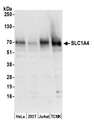 SLC1A4 / ASCT1 Antibody - Detection of human and mouse SLC1A4 by western blot. Samples: Whole cell lysate (50 µg) from HeLa, HEK293T, Jurkat, and mouse TCMK-1 cells prepared using NETN lysis buffer. Antibody: Affinity purified rabbit anti-SLC1A4 antibody used for WB at 0.1 µg/ml. Detection: Chemiluminescence with an exposure time of 30 seconds.