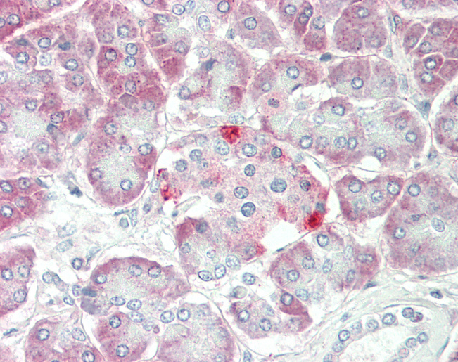 SLC1A4 / ASCT1 Antibody - Human, Pancreas: Formalin-Fixed Paraffin-Embedded (FFPE).  This image was taken for the unconjugated form of this product. Other forms have not been tested.