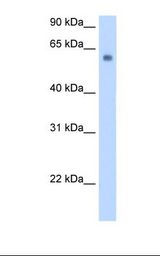 SLC1A4 / ASCT1 Antibody - Transfected 293T cell lysate. Antibody concentration: 0.25 ug/ml. Gel concentration: 12%.  This image was taken for the unconjugated form of this product. Other forms have not been tested.