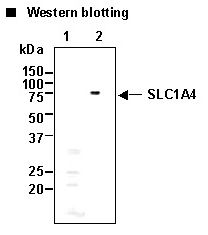 SLC1A4 / ASCT1 Antibody