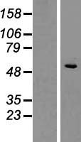 SLC1A4 / ASCT1 Protein - Western validation with an anti-DDK antibody * L: Control HEK293 lysate R: Over-expression lysate