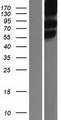 SLC1A5 / ASCT2 Protein - Western validation with an anti-DDK antibody * L: Control HEK293 lysate R: Over-expression lysate