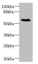 SLC1A7 / EAAT5 Antibody - Western blot All Lanes: SLC1A7antibody IgG at 1.55ug/ml+ Rat heart tissue Secondary Goat polyclonal to rabbit IgG at 1/10000 dilution Predicted band size: 61,18 kDa Observed band size: 61 kDa