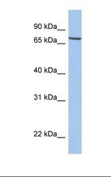 SLC20A1 Antibody - MCF7 cell lysate. Antibody concentration: 1.0 ug/ml. Gel concentration: 12%.  This image was taken for the unconjugated form of this product. Other forms have not been tested.