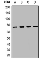 SLC20A1 Antibody