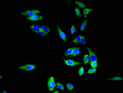 SLC20A1 Antibody - Immunofluorescent analysis of Hela cells at a dilution of 1:100 and Alexa Fluor 488-congugated AffiniPure Goat Anti-Rabbit IgG(H+L)