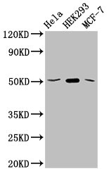 SLC20A1 Antibody - Positive Western Blot detected in Hela whole cell lysate, HEK293 whole cell lysate, MCF-7 whole cell lysate. All lanes: SLC20A1 antibody at 2.5 µg/ml Secondary Goat polyclonal to rabbit IgG at 1/50000 dilution. Predicted band size: 74 KDa. Observed band size: 74 KDa