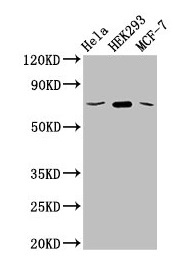 SLC20A1 Antibody - Western Blot Positive WB detected in: Hela whole cell lysate, HEK293 whole cell lysate, MCF-7 whole cell lysate All lanes: SLC20A1 antibody at 2.5µg/ml Secondary Goat polyclonal to rabbit IgG at 1/50000 dilution Predicted band size: 74 kDa Observed band size: 74 kDa