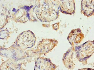 SLC22A11 Antibody - Immunohistochemistry of paraffin-embedded human placenta tissue at dilution 1:100