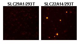 SLC22A14 Antibody