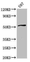 SLC22A17 Antibody - Western Blot Positive WB detected in: U87 whole cell lysate All lanes: SLC22A17 antibody at 4µg/ml Secondary Goat polyclonal to rabbit IgG at 1/50000 dilution Predicted band size: 58, 56, 22 kDa Observed band size: 58 kDa