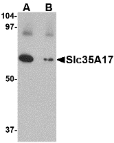 SLC22A17 Antibody - Western blot of Slc22A17 in SK-N-SH lysate with Slc22A17 antibody at 1 ug/ml in (A) the absence and (B) the presence of blocking peptide.