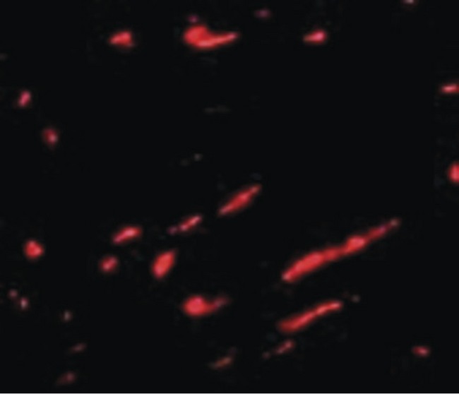 SLC22A17 Antibody - Immunofluorescence of Slc22A17 in rat kidney tissue cells with Slc22A17 antibody at 20 ug/ml.