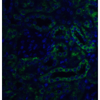 SLC22A17 Antibody - Immunofluorescence of SLC22A17 in mouse kidney tissue with SLC22A17 antibody at 20 µg/ml.Green: Slc22A17 Antibody  Blue: DAPI staining