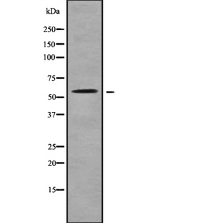 SLC22A17 Antibody - Western blot analysis SLC22A17 using K562 whole cells lysates