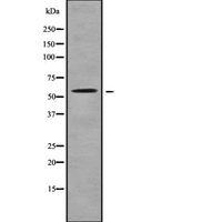 SLC22A17 Antibody - Western blot analysis SLC22A17 using K562 whole cells lysates
