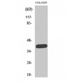SLC22A18 Antibody - Western blot of ORCTL2 antibody