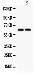 SLC22A2 Antibody - SLC22A2 antibody Western blot. All lanes: Anti SLC22A2 at 0.5 ug/ml. Lane 1: Rat Brain Tissue Lysate at 50 ug. Lane 2: Mouse Brain Tissue Lysate at 50 ug. Predicted band size: 63 kD. Observed band size: 63 kD.