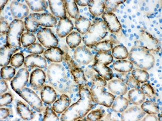 SLC22A2 Antibody - IHC testing of FFPE mouse kidney with SLC22A2 antibody. HIER: Boil the paraffin sections in pH 6, 10mM citrate buffer for 20 minutes and allow to cool prior to staining.
