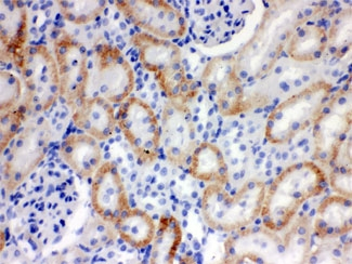 SLC22A2 Antibody - IHC testing of FFPE rat kidney with SLC22A2 antibody. HIER: Boil the paraffin sections in pH 6, 10mM citrate buffer for 20 minutes and allow to cool prior to staining.