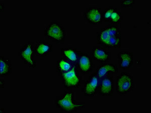 SLC22A2 Antibody - Immunofluorescent analysis of MCF-7 cells at a dilution of 1:100 and Alexa Fluor 488-congugated AffiniPure Goat Anti-Rabbit IgG(H+L)