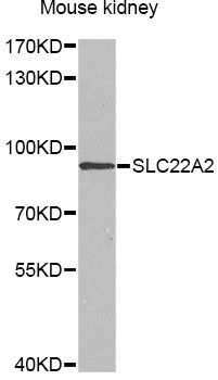 SLC22A2 Antibody - Western blot analysis of extracts of mouse kidney, using SLC22A2 antibody at 1:1000 dilution. The secondary antibody used was an HRP Goat Anti-Rabbit IgG (H+L) at 1:10000 dilution. Lysates were loaded 25ug per lane and 3% nonfat dry milk in TBST was used for blocking. An ECL Kit was used for detection and the exposure time was 90s.
