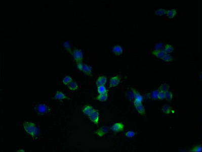 SLC22A24 Antibody - Immunofluorescent analysis of 293T cells using SLC22A24 Antibody at dilution of 1:100 and Alexa Fluor 488-congugated AffiniPure Goat Anti-Rabbit IgG(H+L)