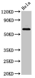 SLC22A25 Antibody - Positive Western Blot detected in Hela whole cell lysate. All lanes: SLC22A25 antibody at 6.8 µg/ml Secondary Goat polyclonal to rabbit IgG at 1/50000 dilution. Predicted band size: 62 KDa. Observed band size: 62 KDa