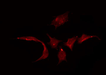 SLC22A3 / OCT3 Antibody - Staining HuvEc cells by IF/ICC. The samples were fixed with PFA and permeabilized in 0.1% Triton X-100, then blocked in 10% serum for 45 min at 25°C. The primary antibody was diluted at 1:200 and incubated with the sample for 1 hour at 37°C. An Alexa Fluor 594 conjugated goat anti-rabbit IgG (H+L) Ab, diluted at 1/600, was used as the secondary antibody.