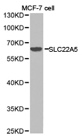 SLC22A5 / OCTN2 Antibody - Western blot of extracts of MCF-7 cell lines, using SLC22A5 antibody.