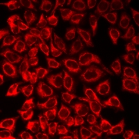 SLC22A5 / OCTN2 Antibody