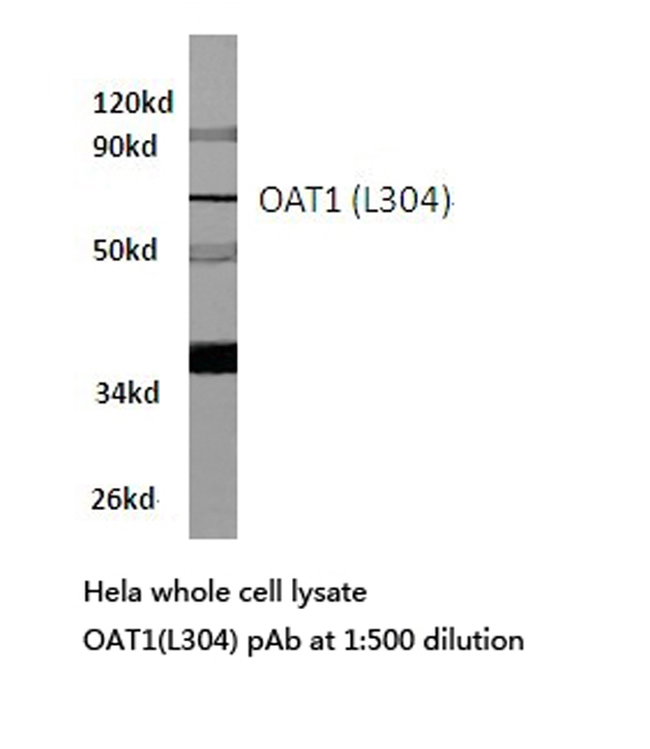 SLC22A6 / OAT1 Antibody - Western blot of OAT1 (L304) pAb in extracts from HeLa cells.